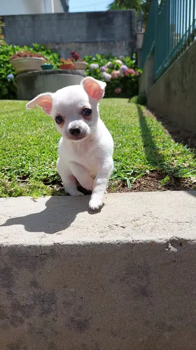 Chihuahua branco puro
