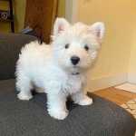 Maravilhosos muito meigos West Highland White Terrier