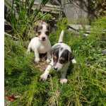 Jack Russel