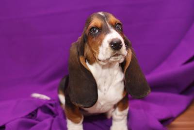 Cachorros Basset Hound lop e com afixo