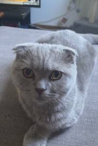 Gatinha procura namorado