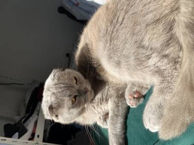 Gatinha procura namorado