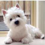 maravilhosos West Highland White Terrier criados em ambiente familiar