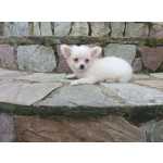 Chihuahua Pelo Longo Branca