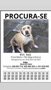 Boas a cadela pit bull desapareceu em grijo carvalhos