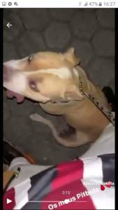 Boas a cadela pit bull desapareceu em grijo carvalhos