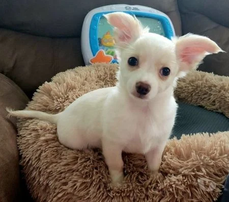 Chihuahua super mini cabea de ma