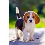 Beagle Adoraveis Filhotes Disponiveis