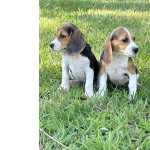 Beagle filhotes machos e fmeas