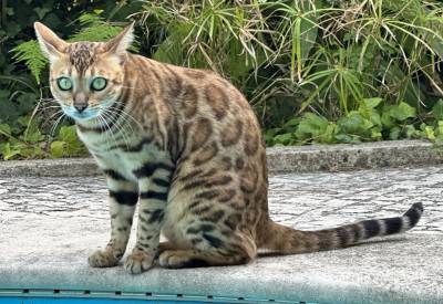 Gato Bengal perdido no Estoril