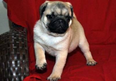 Machos e femeas Pug disponiveis