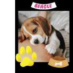 Beagle Excelente Valor