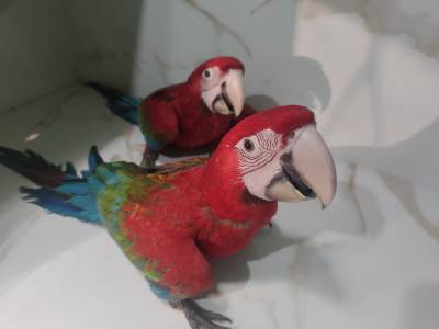 Casal de araras chloropteras  documentos prontos a entregar excelente porte Envio para toda