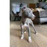 Whippet criados em ambiente familiar