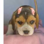 Baby Beagle Femea