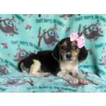Beagle Tricolor