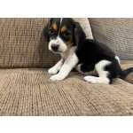 Beagle
