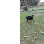 VENHA BUSCAR COM A GENTE O SEU LINDO FILHOTE DE DOBERMANN CES CRIADOS POR MDICA VET
