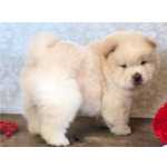 Cachorros Chow Chow muito meigos