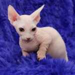 Macho e fmea Gatinha Sphynx