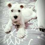 Maravilhosos filhotes de schnauzer miniatura