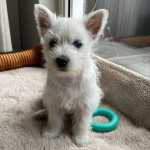 West Highland White Terrier Dispon�vel