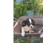 Cavalier King Charles