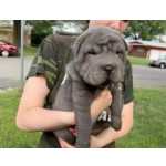 Cachorros Shar-Pei