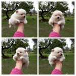 Lulu da Pomerania para reservar RJ