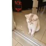 BRITISH SHORTHAIR FMEA