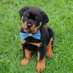 Cachorros Rottweiler disponvel