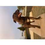 Bull Terrier Standard