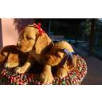 COCKER SPANIEL INGLS LINDOS FILHOTES