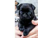 Pug - Filhotes