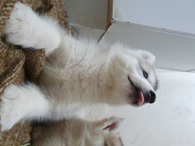 Filhotes da raa Husky Siberiano