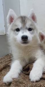 Filhotes da raa Husky Siberiano