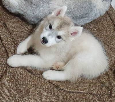 Filhotes da raa Husky Siberiano