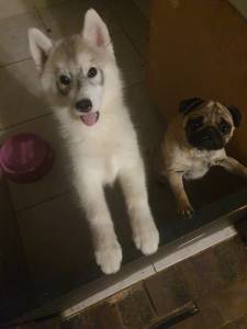Filhotes da raa Husky Siberiano