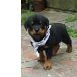 Rottweiler