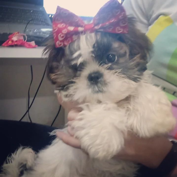 Lhasa Apso macho e fmea