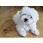 Ninhada de Bichon Malts cachorros
