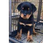 Cachorros Rottweiler
