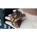 Tartaruga terrestre macho e fmea disponvel