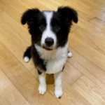 Machos e fmeas cachorros Border Collie disponveis