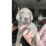 Lindos cachorrinhos Weimaraner