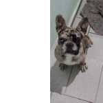 BULLDOG FRANCS