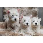 Filhotes de West Highlander White Terrier - Raros