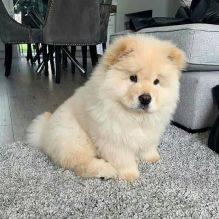 Ninhada de cachorros Chow Chow disponveis