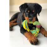 Cachorros Rottweiler disponivel