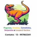 Pton Real Macho Padro Banana Filhote